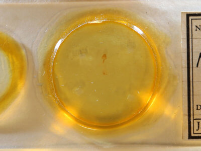 slide view of adult Meganola phylla