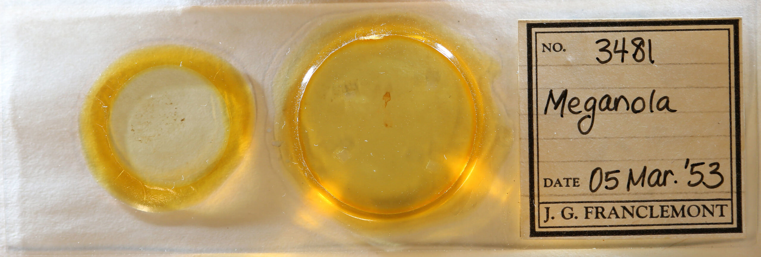 slide view of adult Meganola phylla