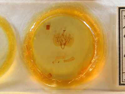 slide view of adult Leucania infatuans