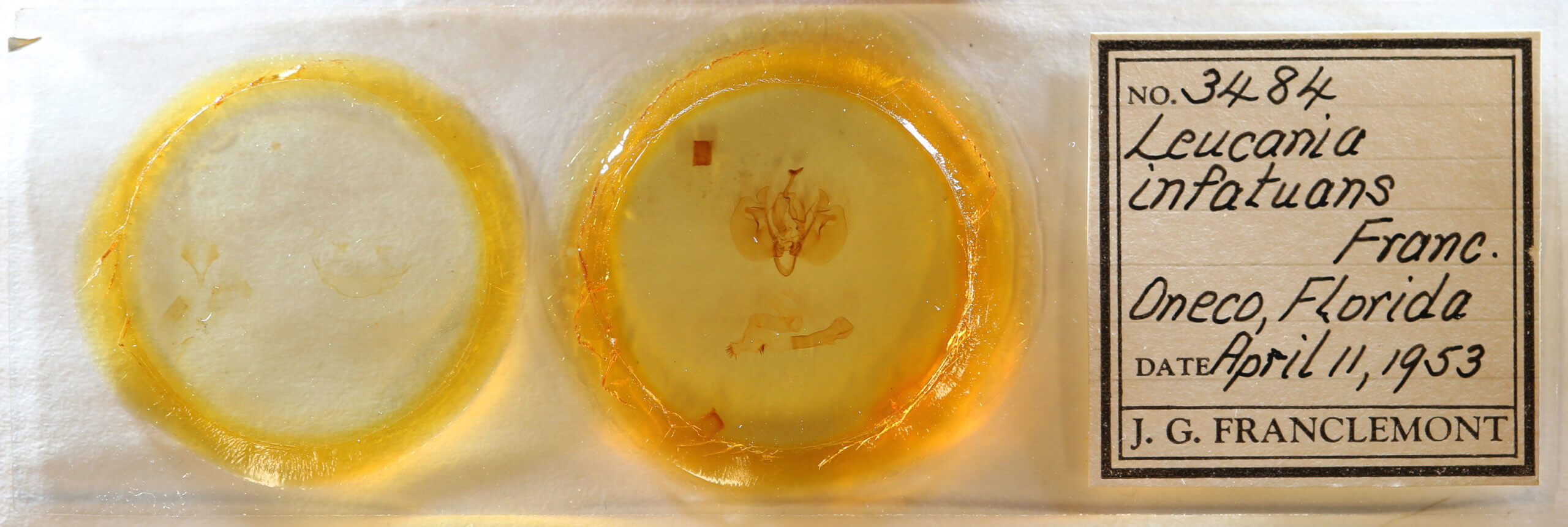 slide view of adult Leucania infatuans