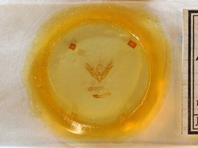 slide view of adult Acronicta connecta