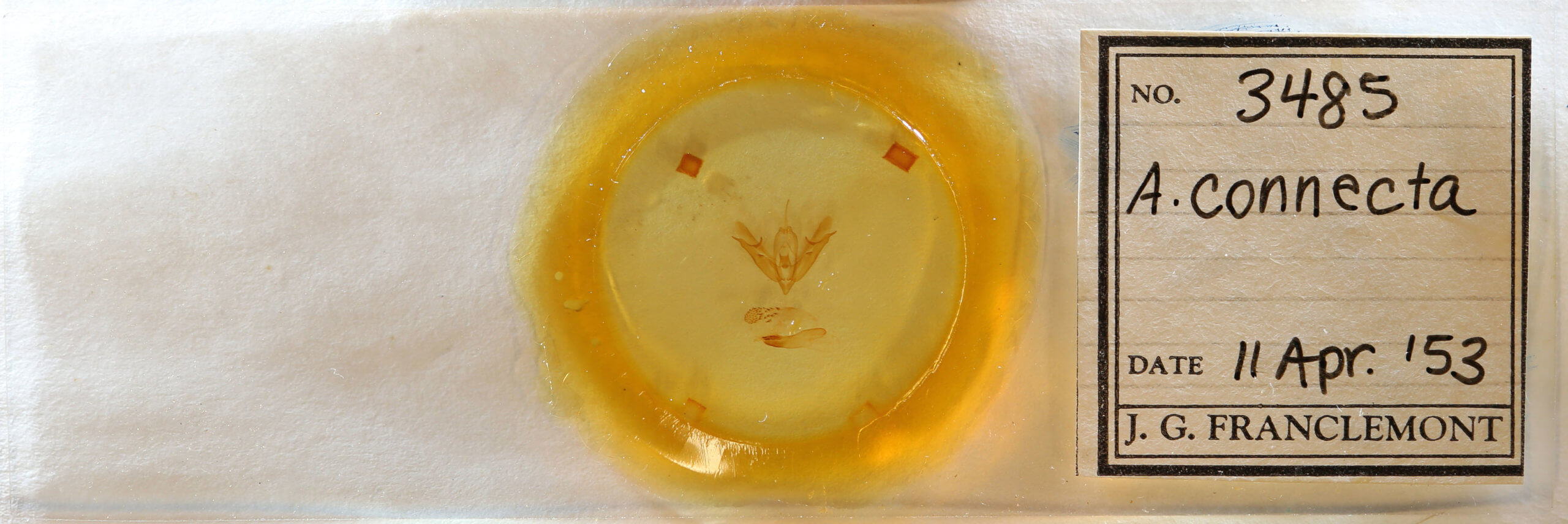 slide view of adult Acronicta connecta