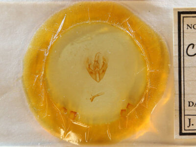 slide view of adult Condica cupentia