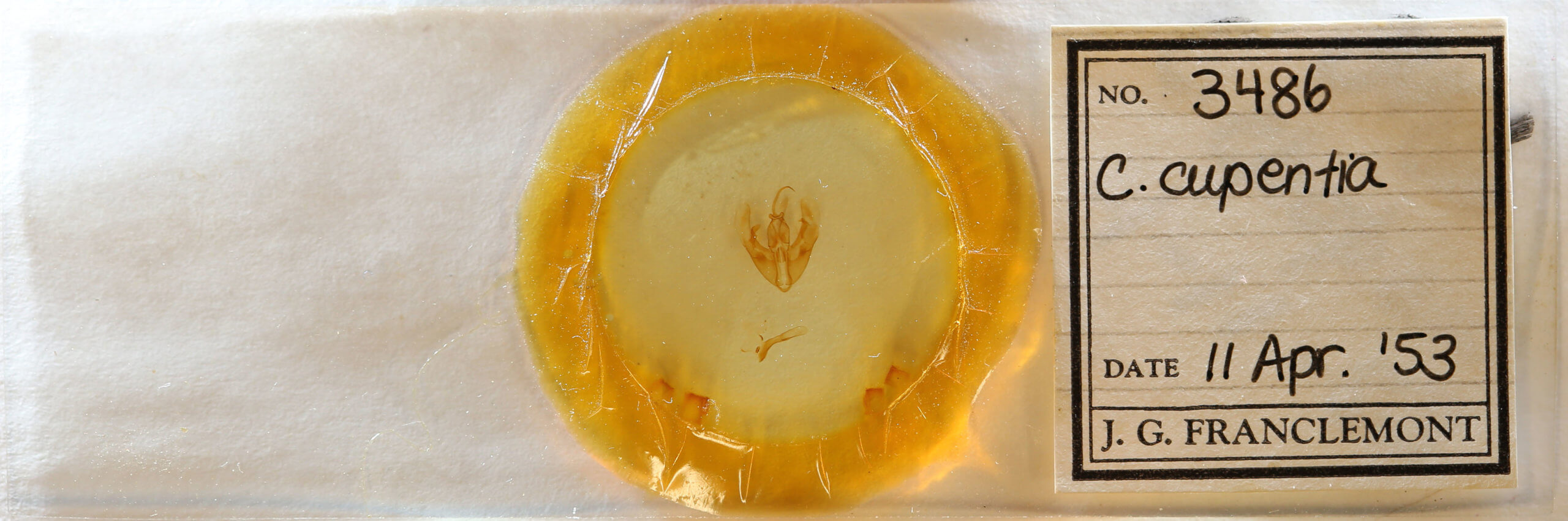 slide view of adult Condica cupentia