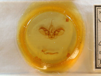 slide view of adult Spodoptera latifascia