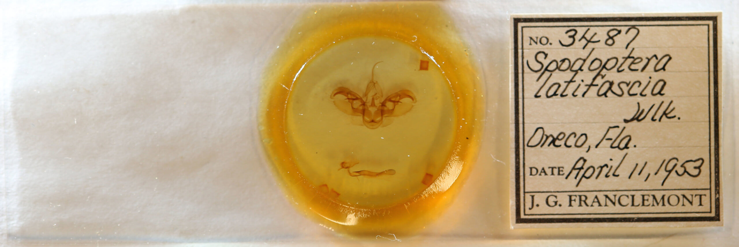 slide view of adult Spodoptera latifascia