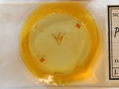 slide view of adult Ptichodis  herbarum