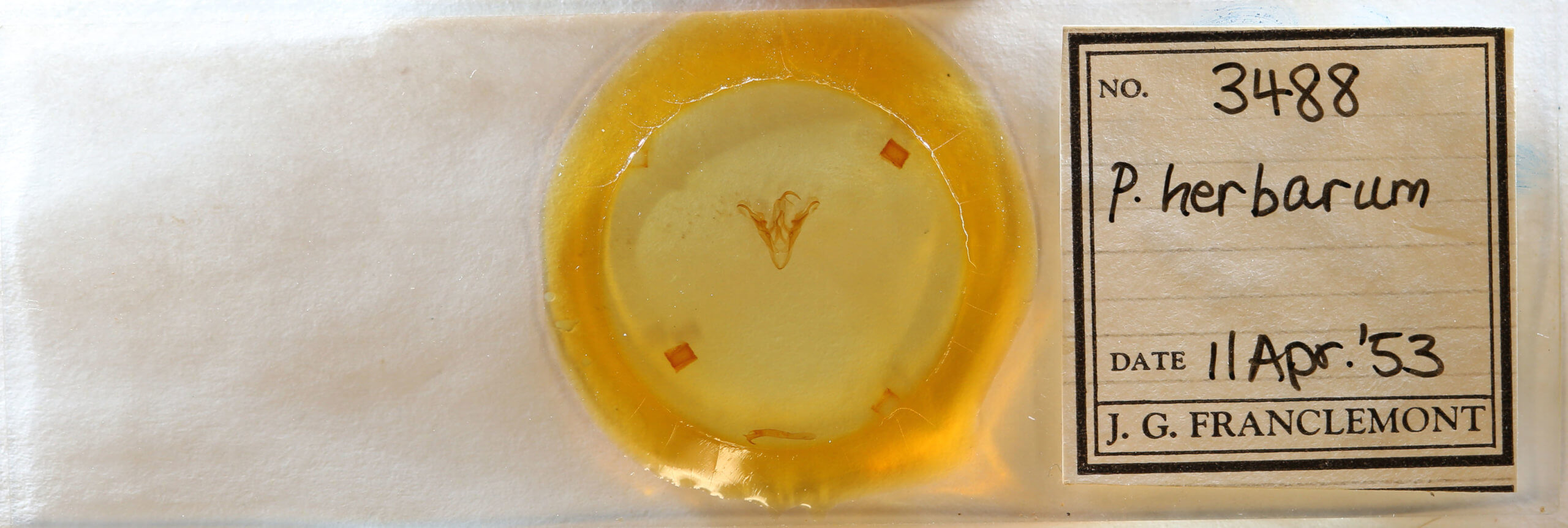 slide view of adult Ptichodis  herbarum