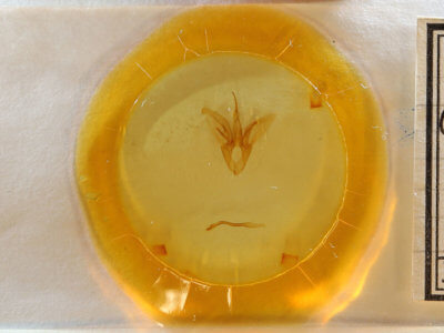 slide view of adult Catocala micronympha