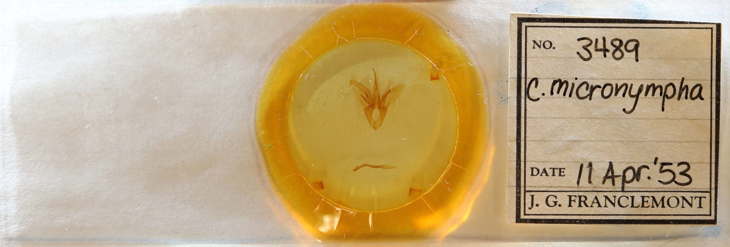 slide view of adult Catocala micronympha