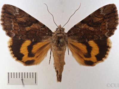 dorsal view of adult Catocala micronympha