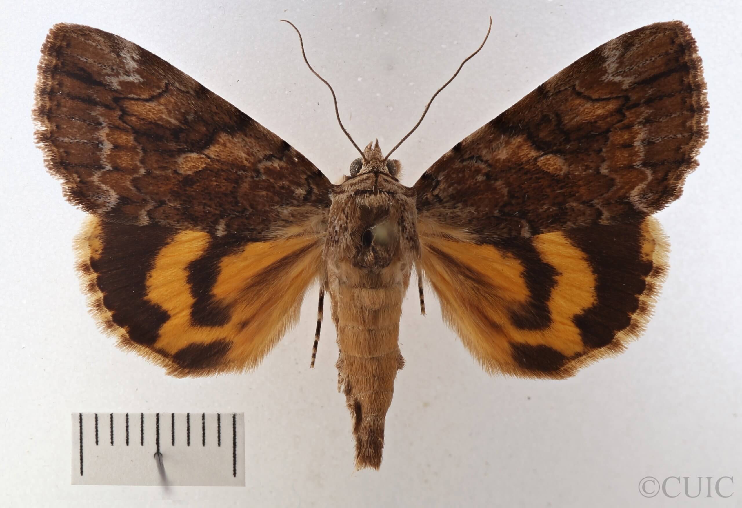 dorsal view of adult Catocala micronympha