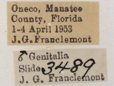 label view of adult Catocala micronympha