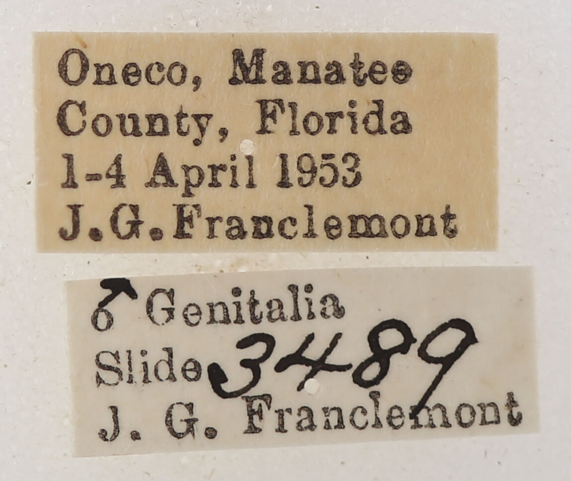 label view of adult Catocala micronympha