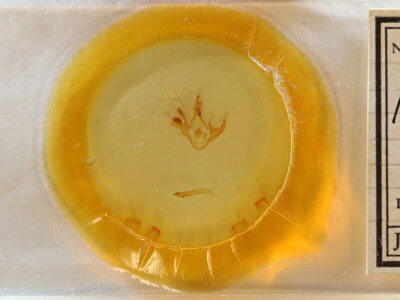 slide view of adult Metria amella