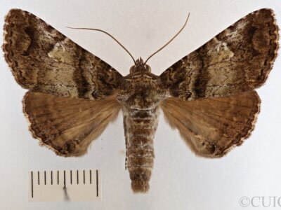 dorsal view of adult Metria amella