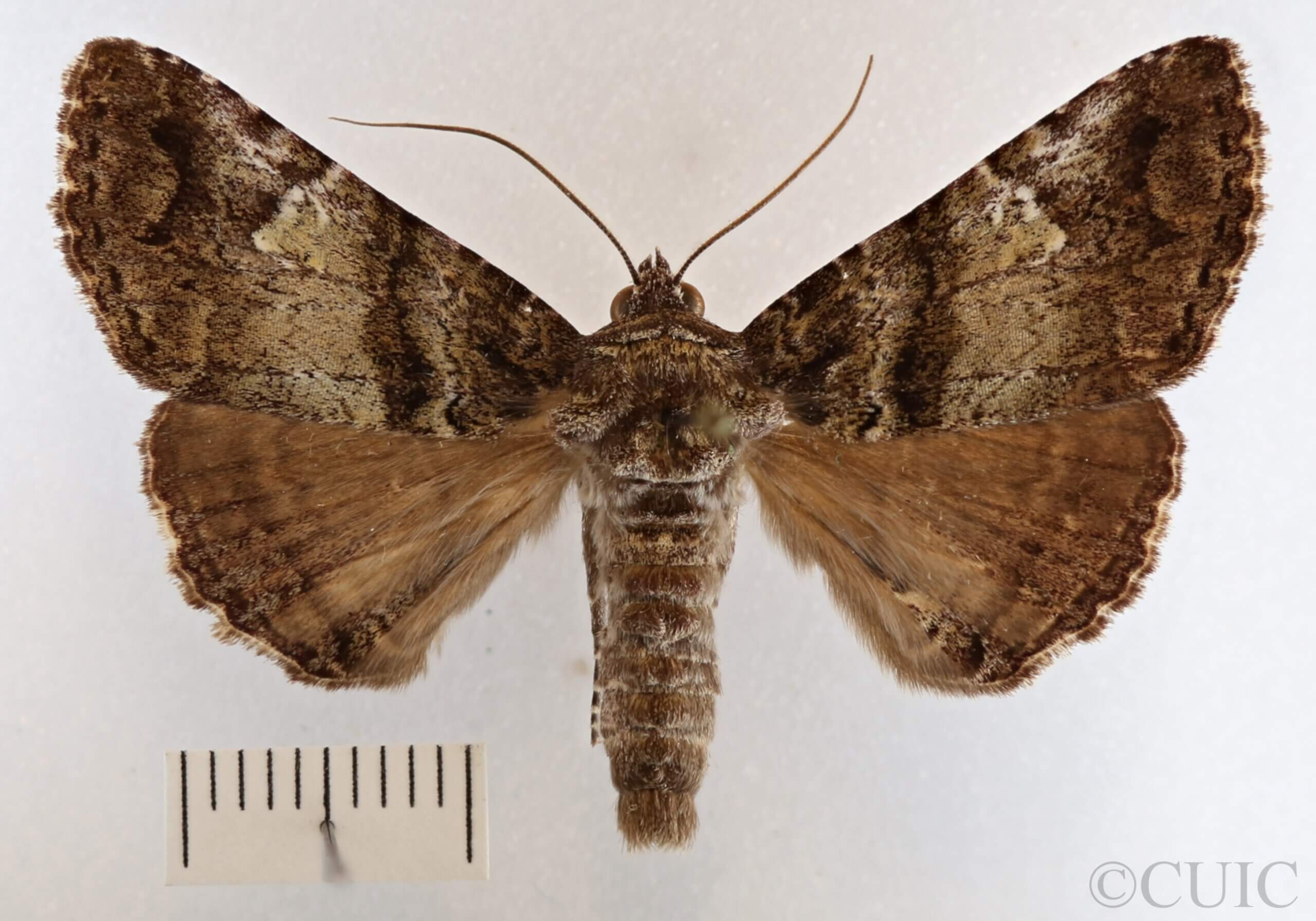 dorsal view of adult Metria amella