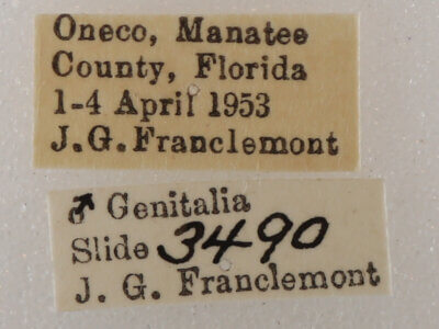 label view of adult Metria amella