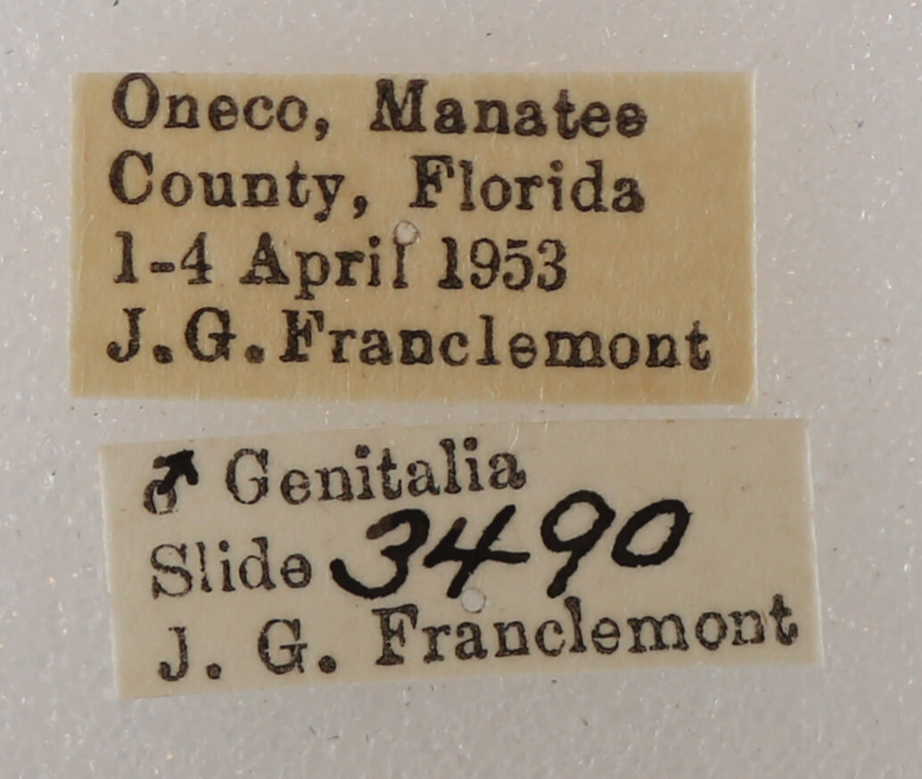 label view of adult Metria amella