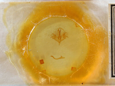 slide view of adult Mocis disseverans