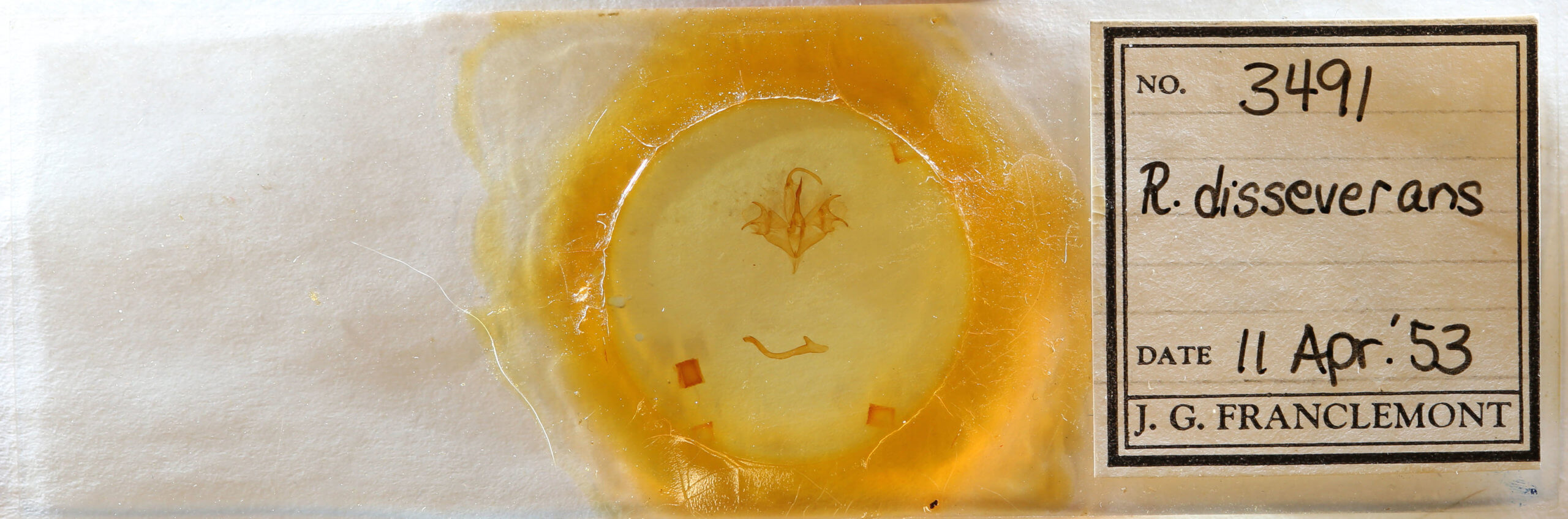 slide view of adult Mocis disseverans