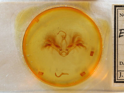 slide view of adult Epidromia rotundata