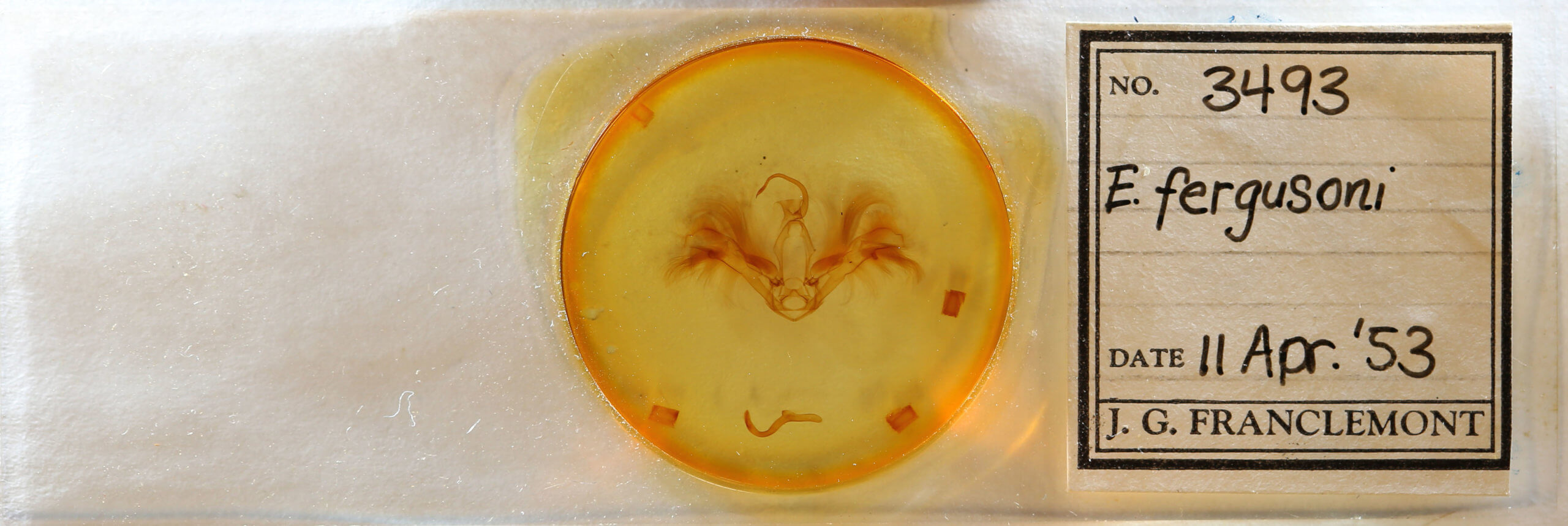 slide view of adult Epidromia rotundata