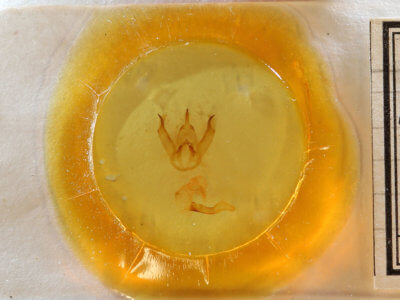 slide view of adult Leucanopsis longa