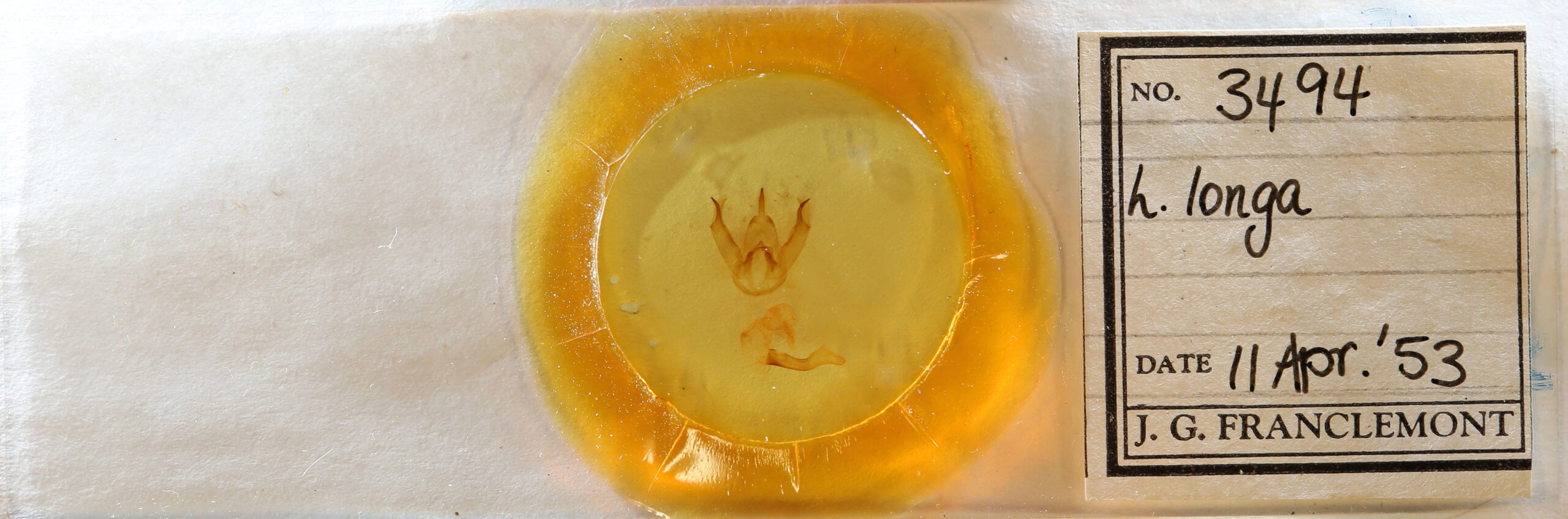 slide view of adult Leucanopsis longa