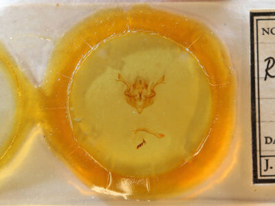 slide view of adult Rhynchaglaea fuscipennis