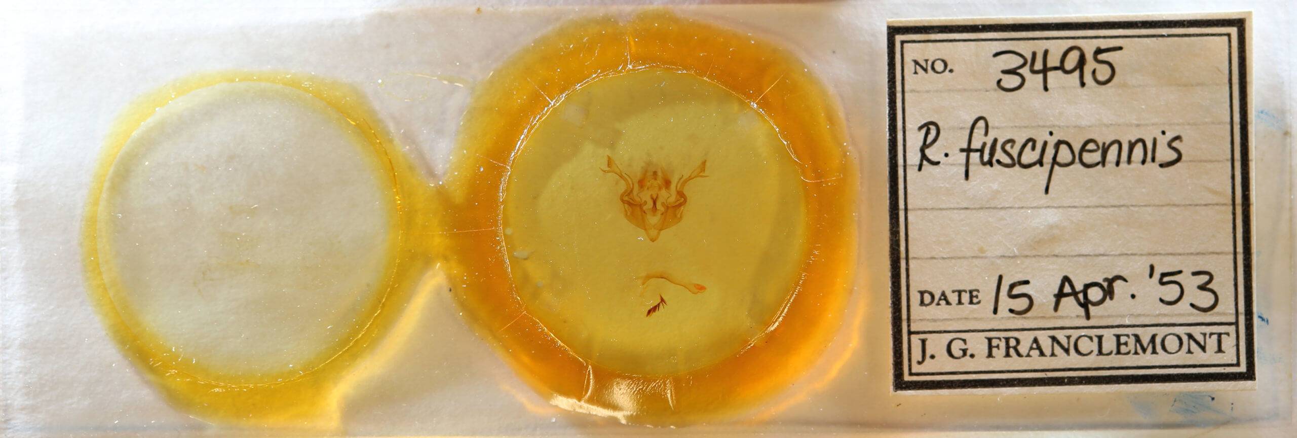 slide view of adult Rhynchaglaea fuscipennis