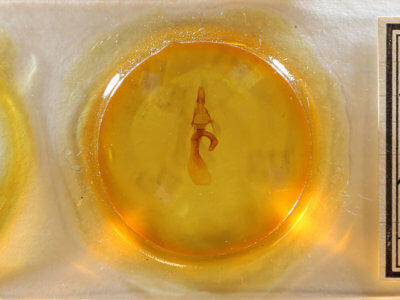 slide view of adult Leucania adjuta