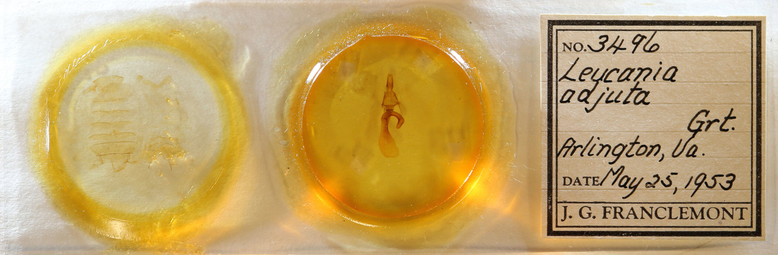 slide view of adult Leucania adjuta