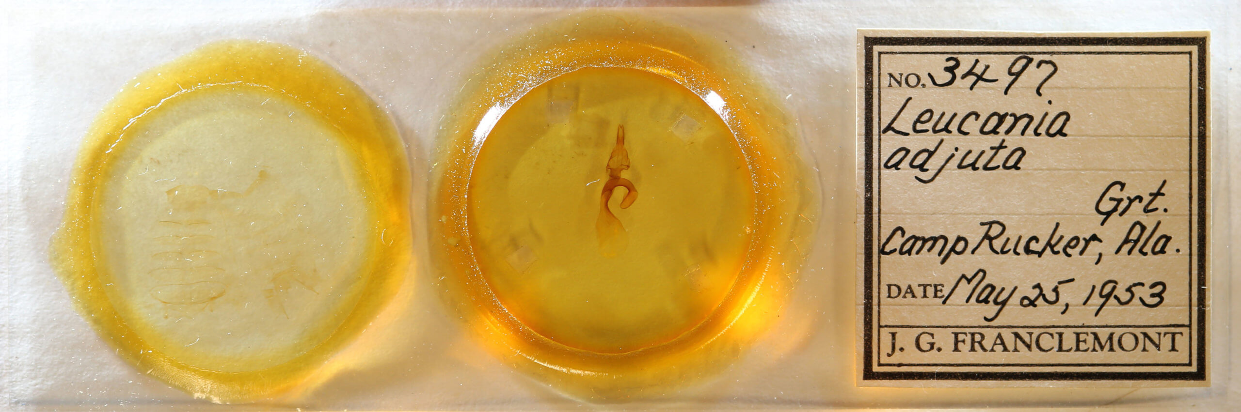 slide view of adult Leucania adjuta