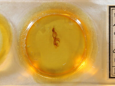 slide view of adult Leucania infatuans