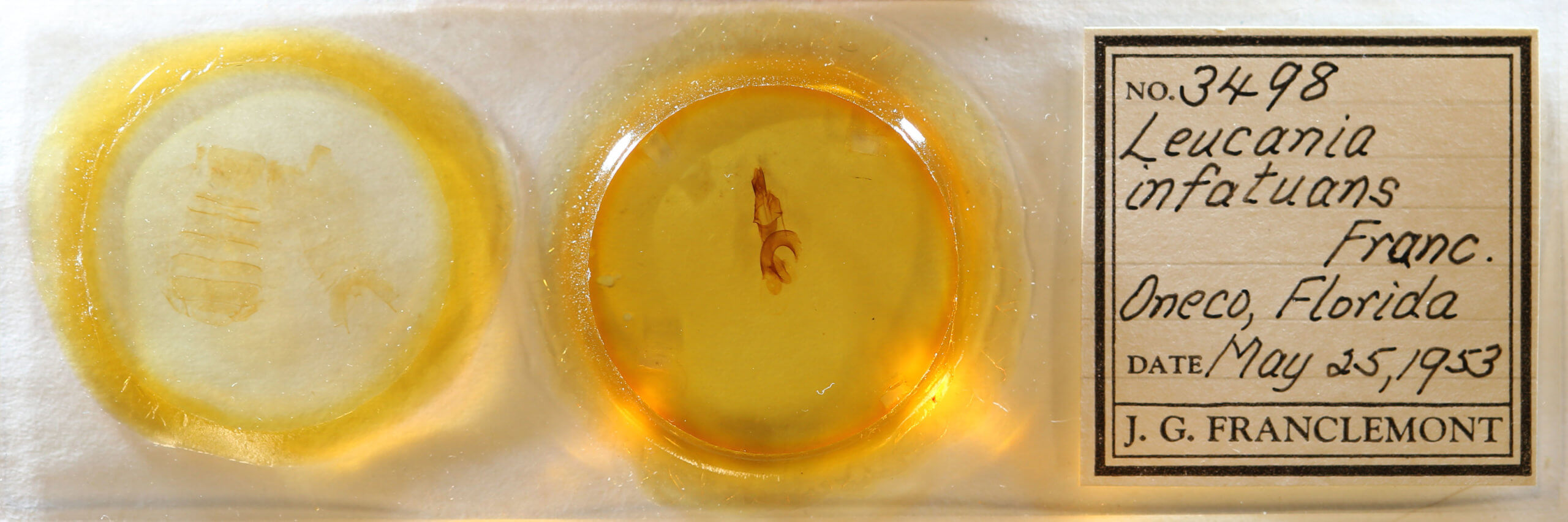 slide view of adult Leucania infatuans