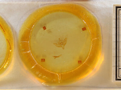 slide view of adult Phragmatiphila nexa