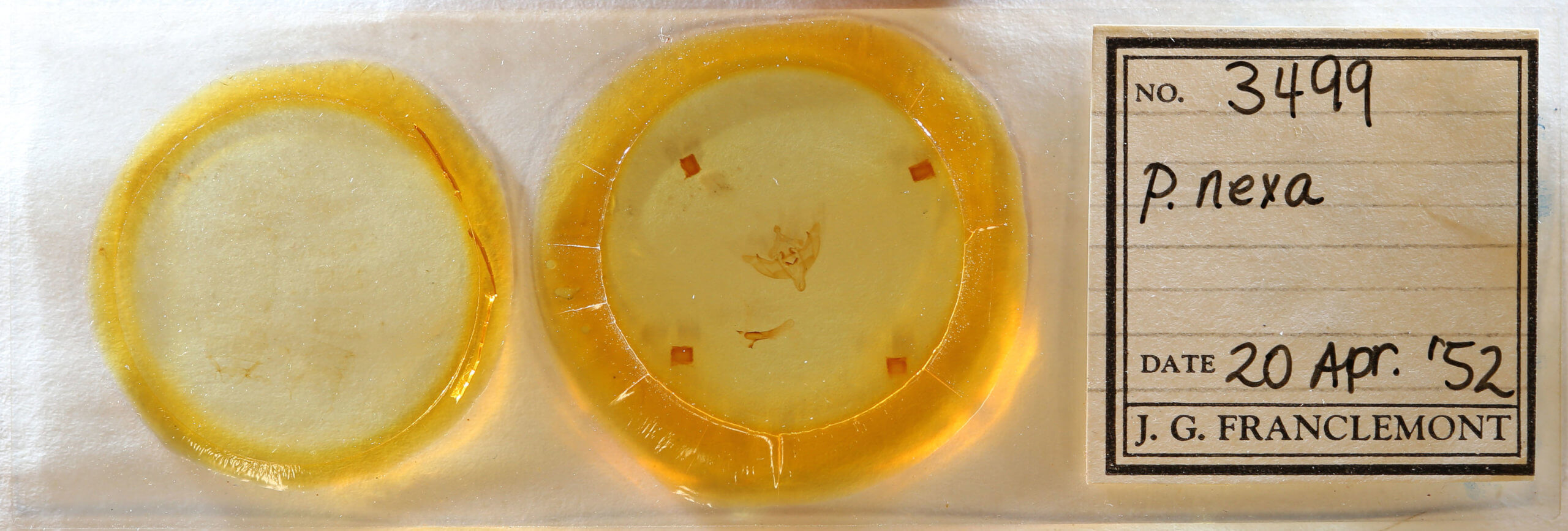 slide view of adult Phragmatiphila nexa