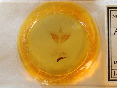 slide view of adult Apantesis phalerata