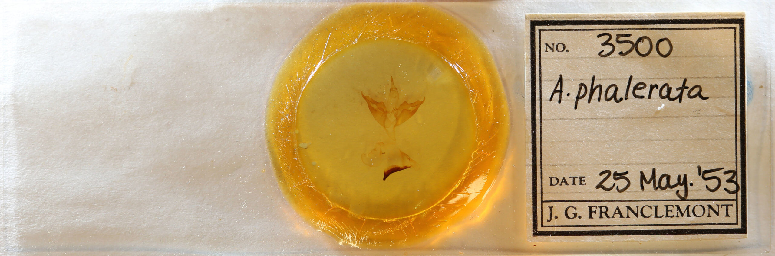 slide view of adult Apantesis phalerata