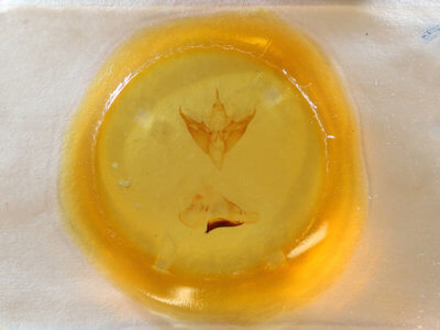 slide view of adult Apantesis phalerata