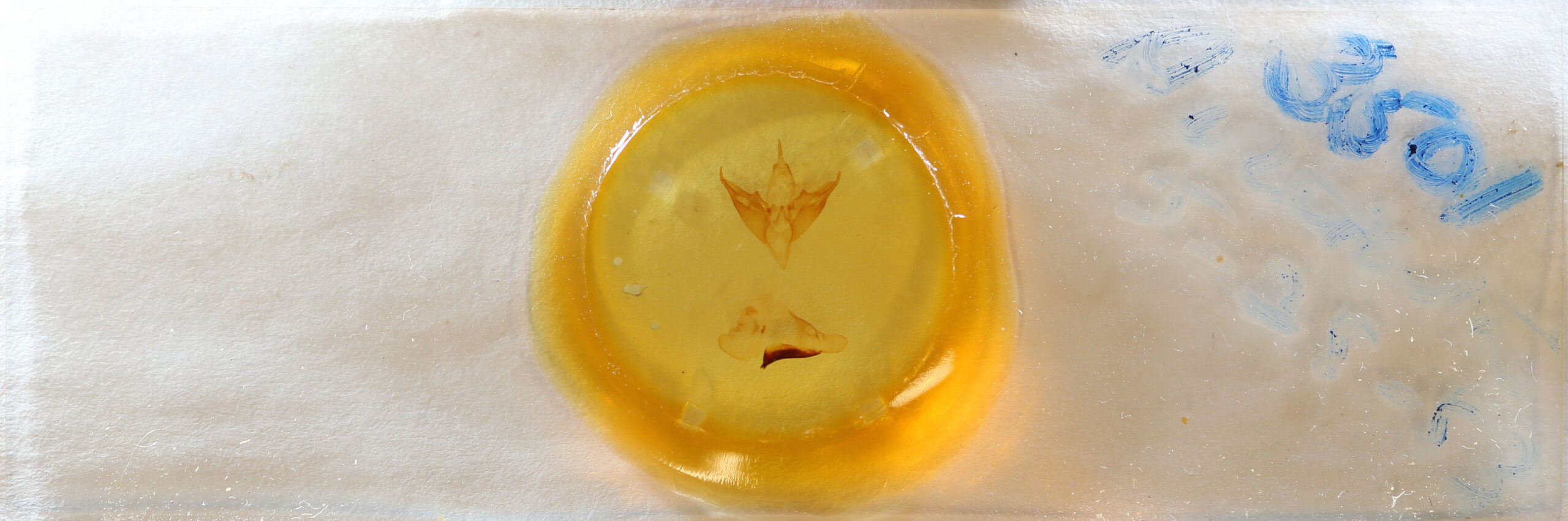 slide view of adult Apantesis phalerata