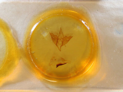 slide view of adult Apantesis phalerata