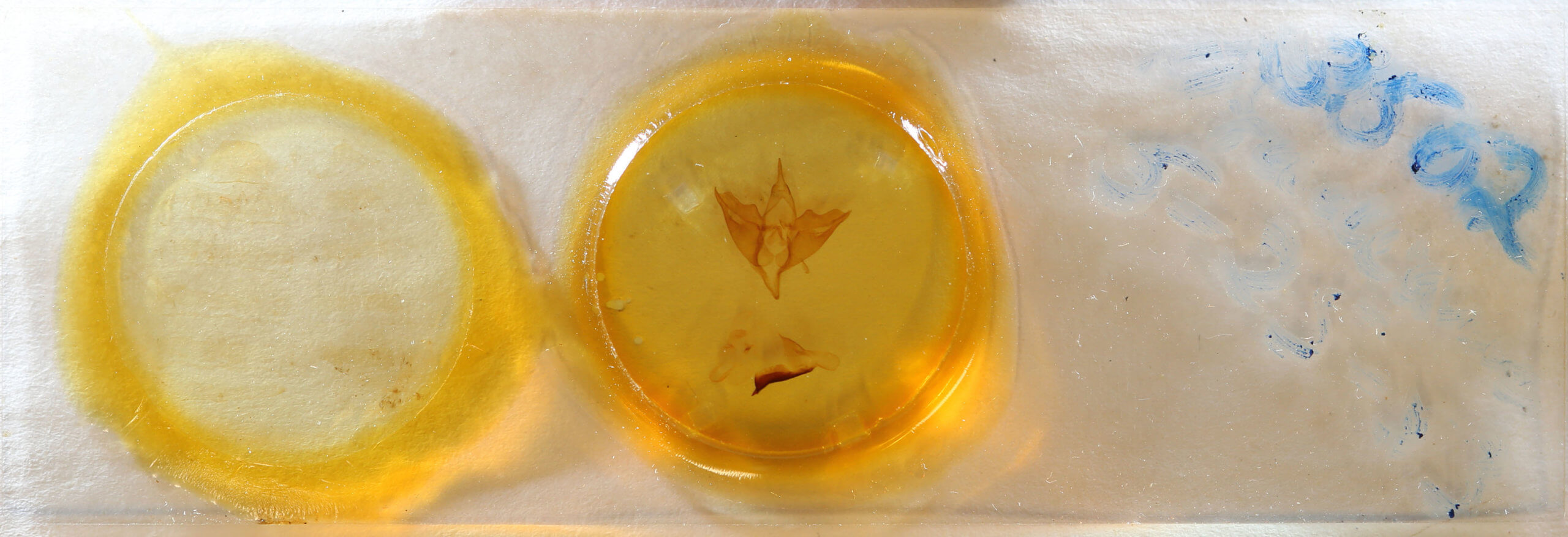 slide view of adult Apantesis phalerata