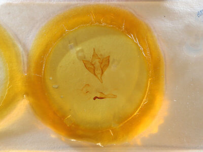 slide view of adult Apantesis nais