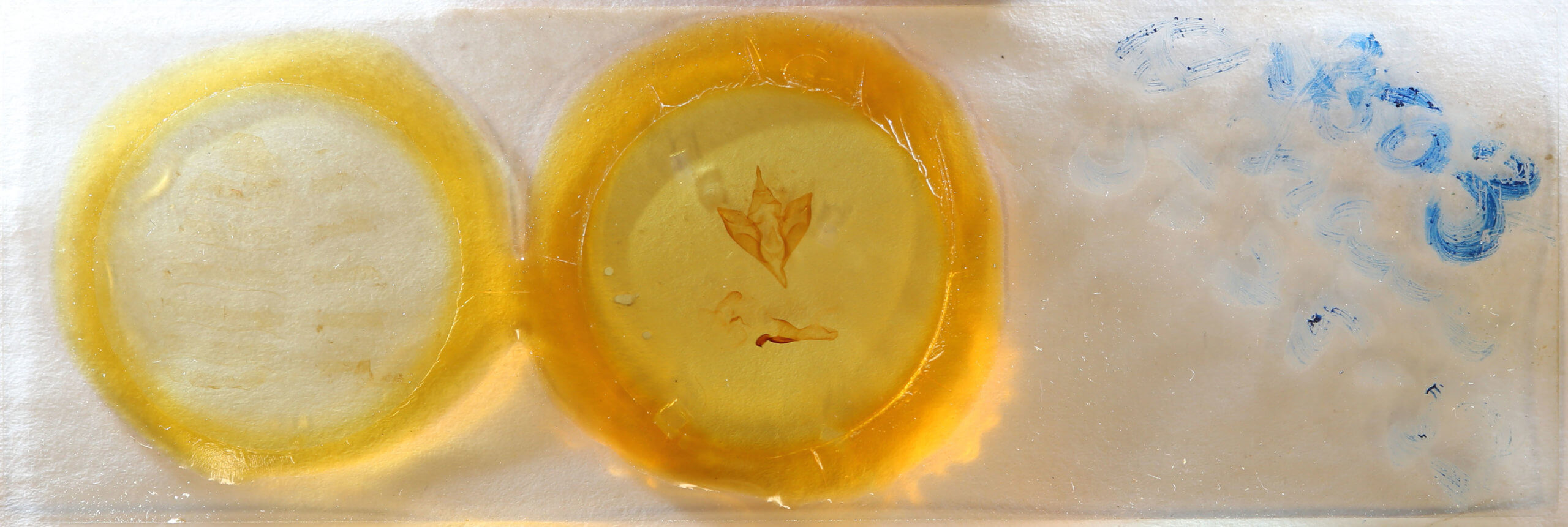 slide view of adult Apantesis nais