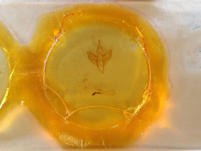 slide view of adult Apantesis carlotta