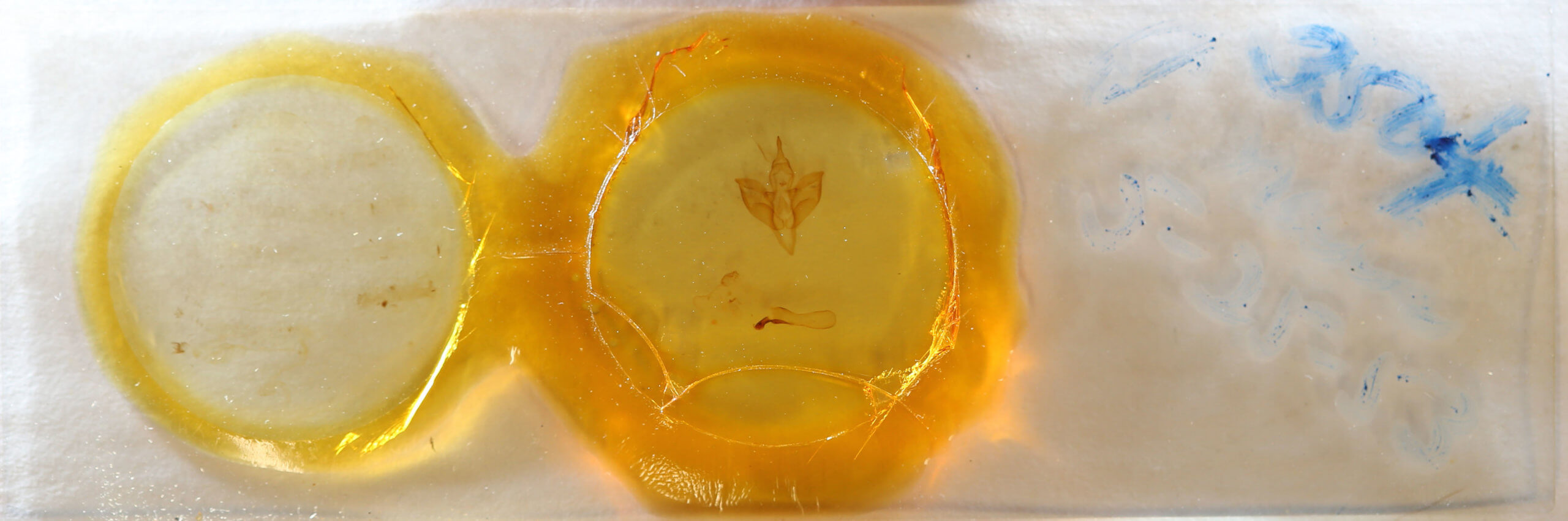 slide view of adult Apantesis carlotta