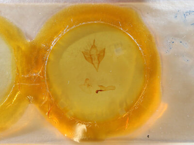 slide view of adult Apantesis carlotta