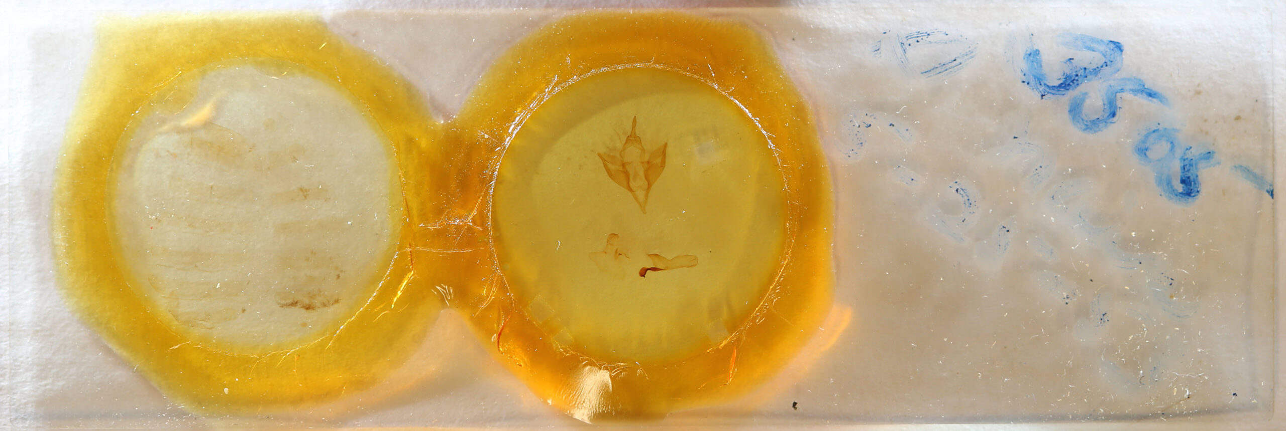 slide view of adult Apantesis carlotta